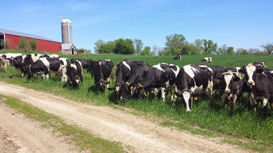 Holistic Parasite Management for Organic Farmers