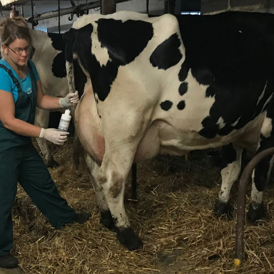 Dr. Sarah with Milk Cow