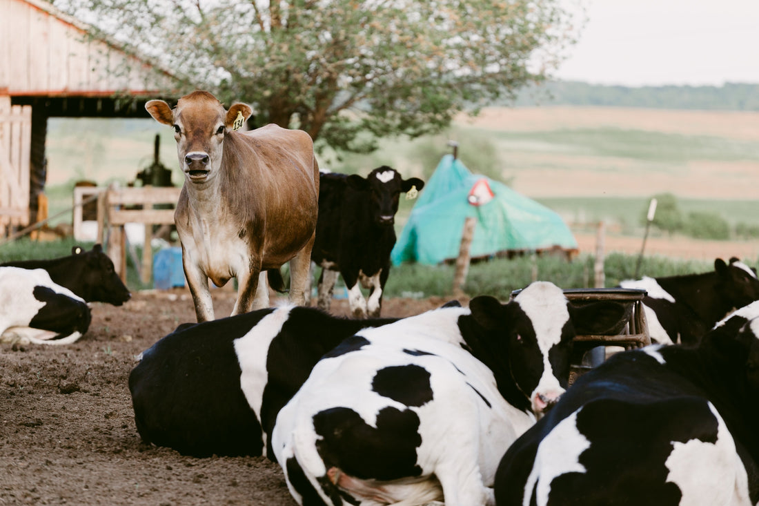 Dairy cows laying down and one standing up.
