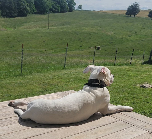 A dog enjoying the sunshine on the porch.