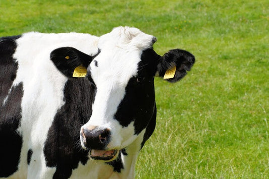 The Hidden Toll of Summer Heat: How Stress Impacts Livestock Health and Productivity