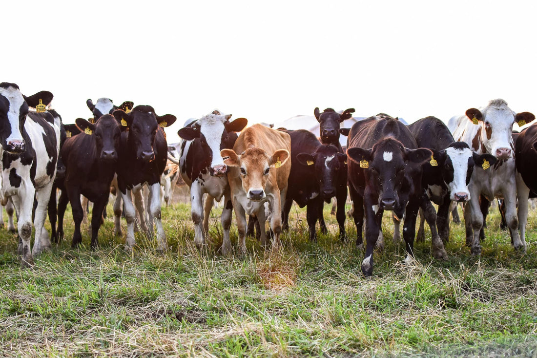 A Smarter Approach to Parasite Management for Organic Farmers