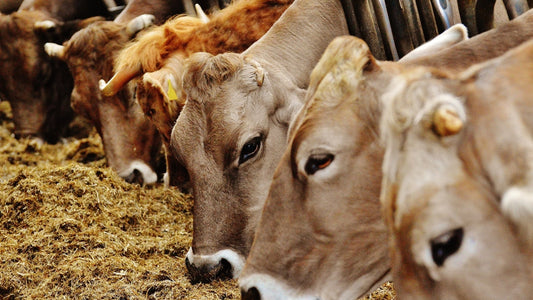 Winter Wellness 101: Natural Support to Keep Your Herd Healthy, Balanced and Barn-Ready