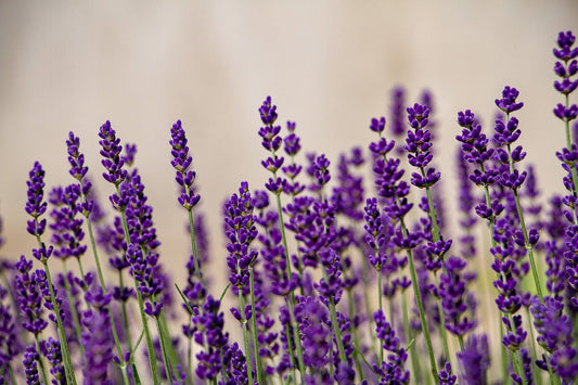 A Hormone-Supporting Essential Oil Every Woman Should Have: Why Lavender Is More Than Just a Calming Oil