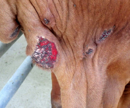 A Veterinarian's Guide to Beating Summer's Biggest Skin Threats