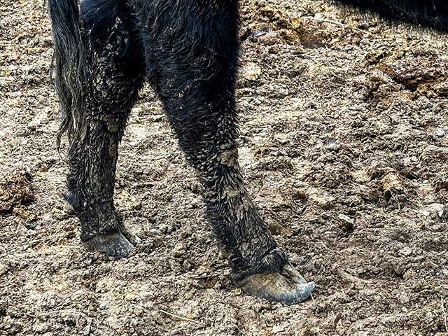 Wet Feet, Bigger Problems: A Vet's Guide to Summer Hoof Health in Cattle