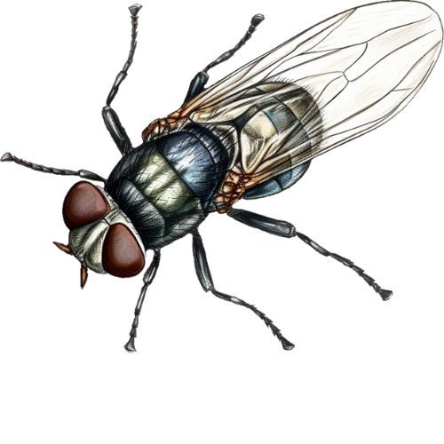 Insect & Itch Relief Products