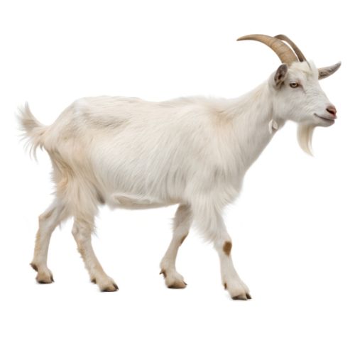Goat Support